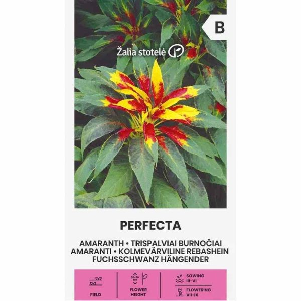 Zoom bild av Amarant 'Perfecta'
