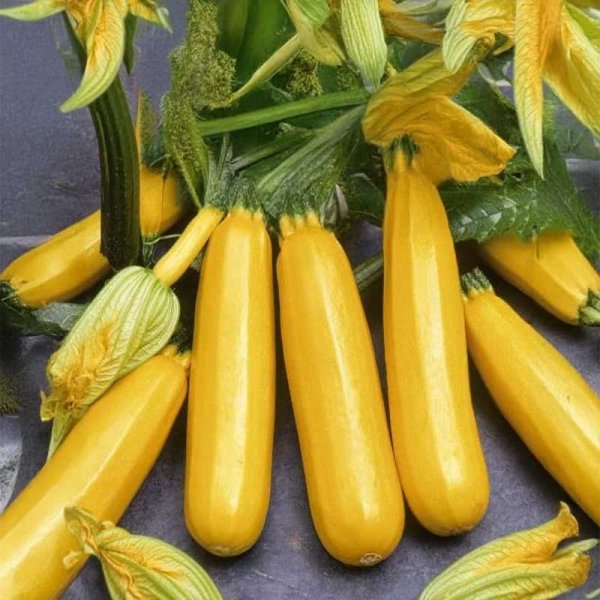 Zoom bild av Squash 'Goldena'