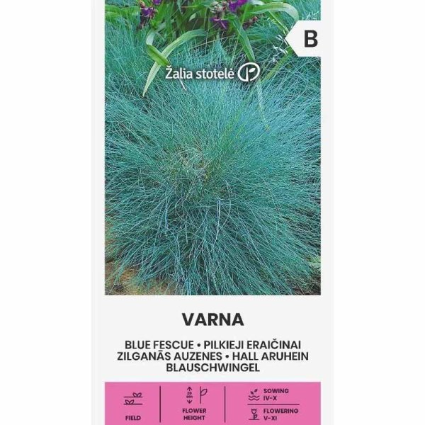 Zoom bilde av Blåsvingel 'Varna'