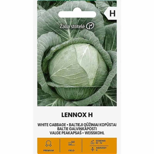 Zoom bild av Vitkål 'Lennox' H