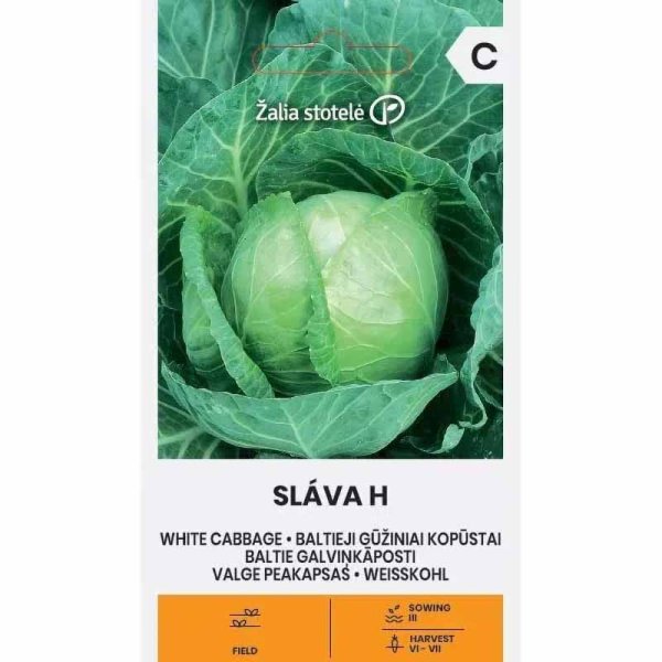 Zoom bild av Vitkål 'Slava' H