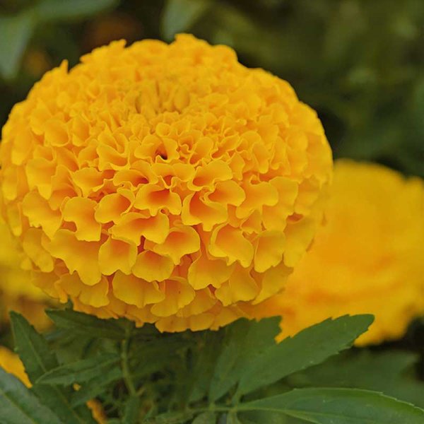 Zoom bilde av Stor fløyelsblomst 'Taishan® Orange'