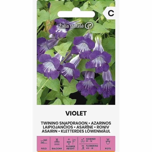 Zoom bild av Maurandia 'Violet'