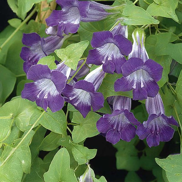Zoom bild av Maurandia 'Violet'