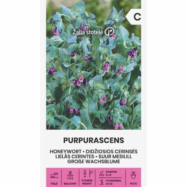 Zoom bild av Stor vaxblomma 'Purpurascens'