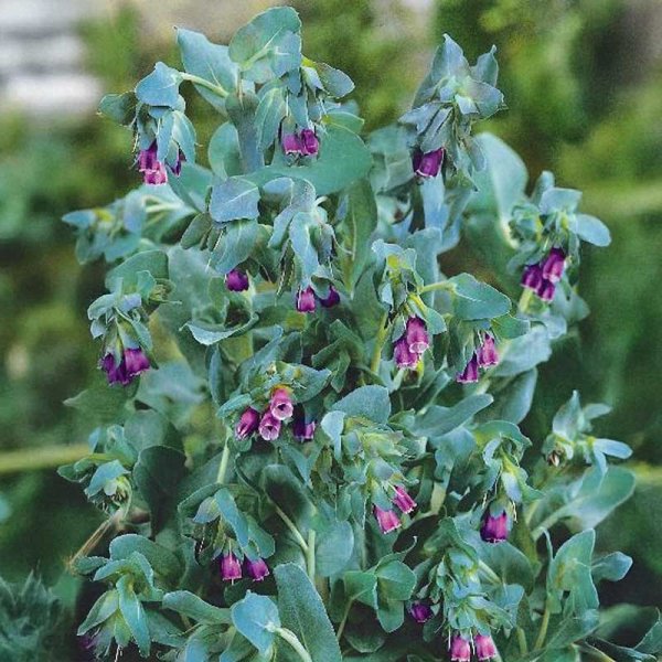 Zoom bild av Stor vaxblomma 'Purpurascens'