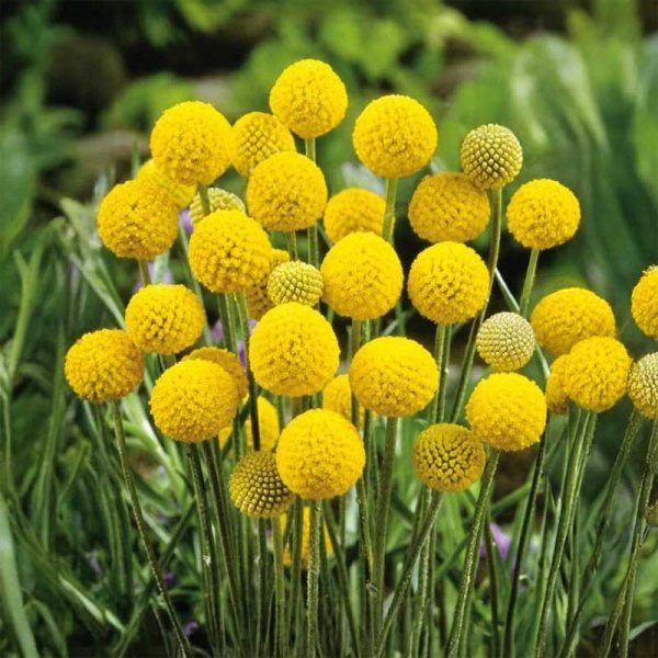 Zoom bild av Solboll 'Billy buttons'