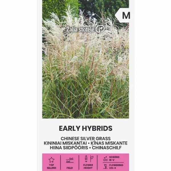 Zoom bild av Glansmiskantus 'Early Hybrids'