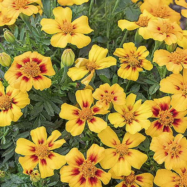 Zoom bilde av Fløyelsblomst 'Naughty Marietta'