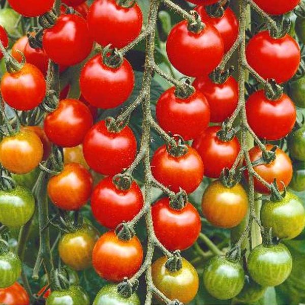 Zoom bild av Tomat 'Gardeners Delight'