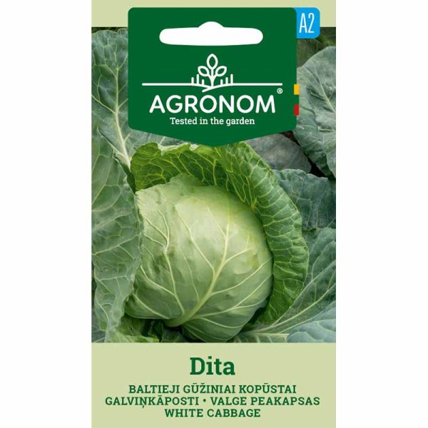 Zoom bild av Vitkål 'Dita'