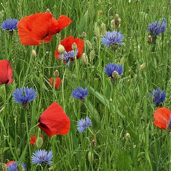 Zoom bild av Blomsterblandning 'Red & blue'