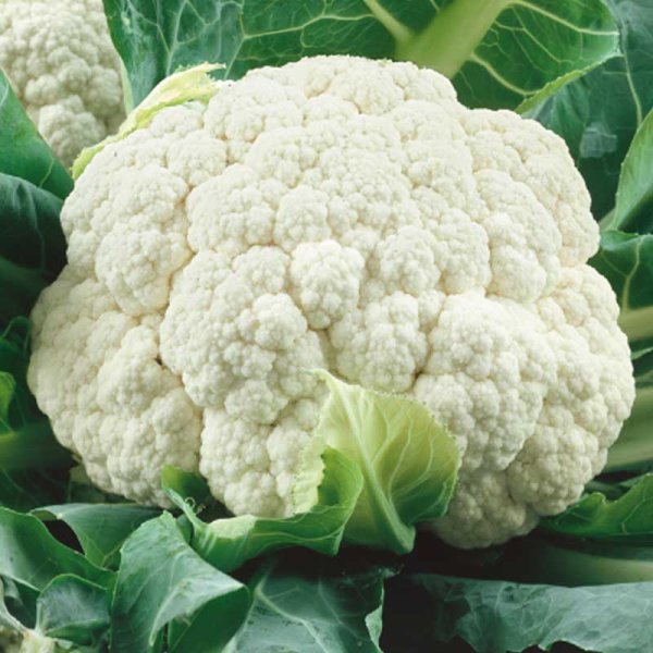 Zoom bild av Blomkål 'Casper' H