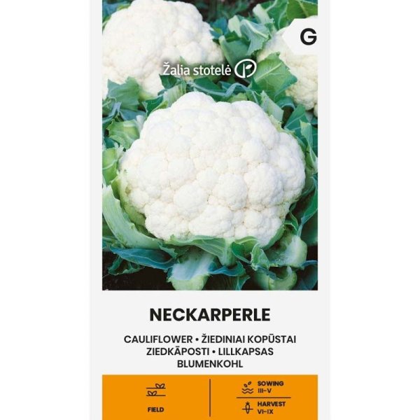 Zoom bild av Blomkål 'Neckarperle'