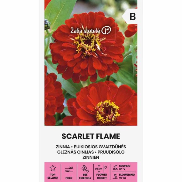 Zoom bilde av Zinnia 'Scarlet Flame'