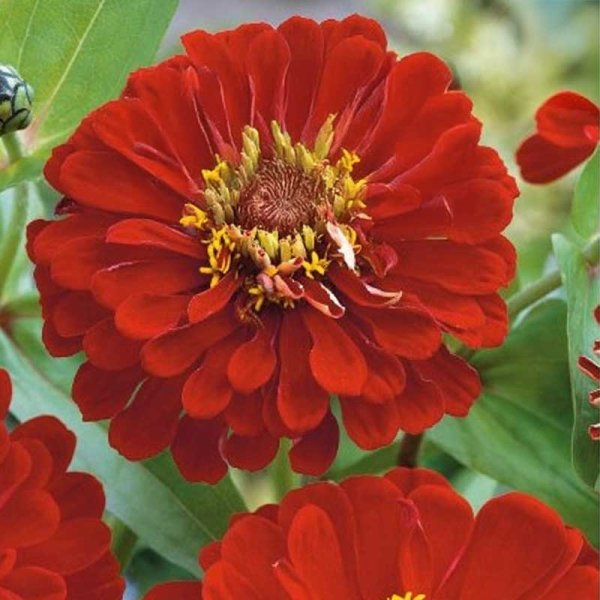 Zoom bilde av Zinnia 'Scarlet Flame'