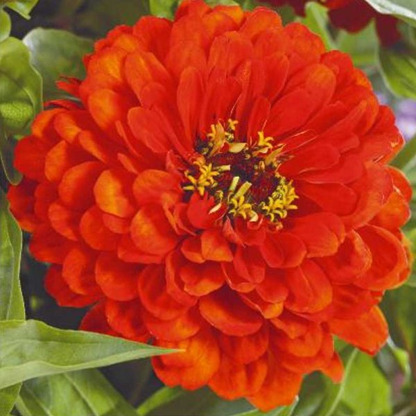 Zoom bild av Zinnia 'Orange king'
