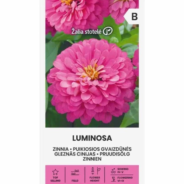 Zoom bilde av Zinnia 'Luminosa'