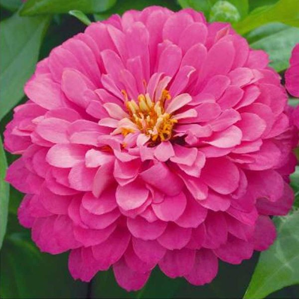 Zoom bilde av Zinnia 'Luminosa'