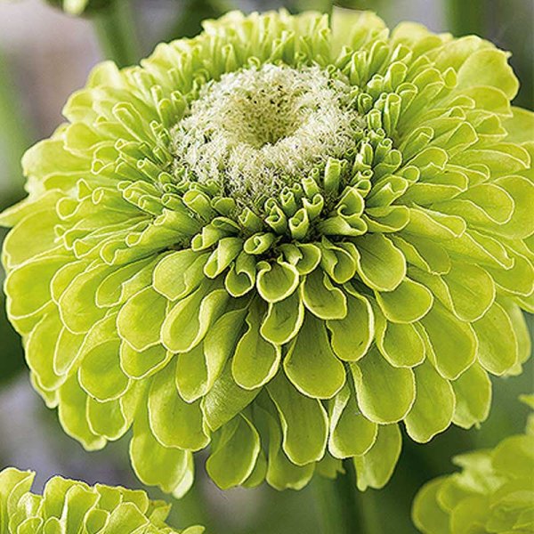 Zoom bilde av Zinnia 'Envy'