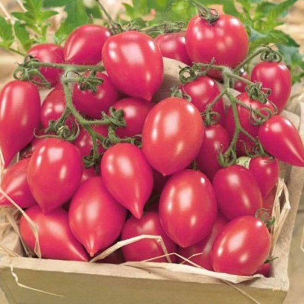 Zoom bild av Tomat 'Plumbrella rosy pink'