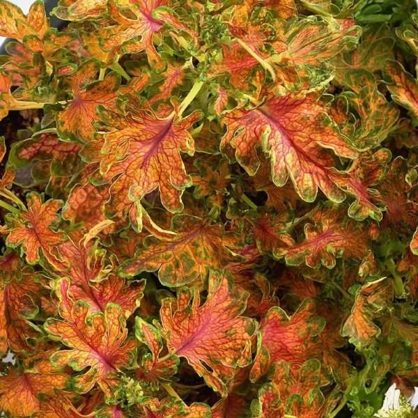 Zoom bild av Palettblad 'Colocha scarlet'