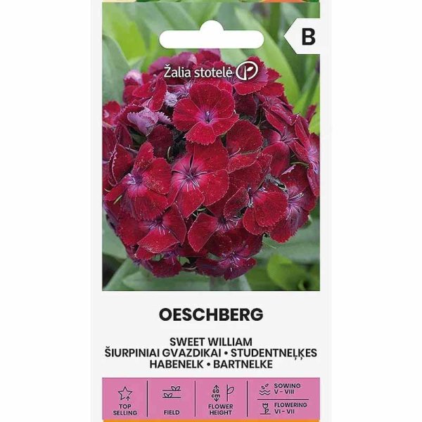 Zoom bild av Borstnejlika 'Oeschberg'