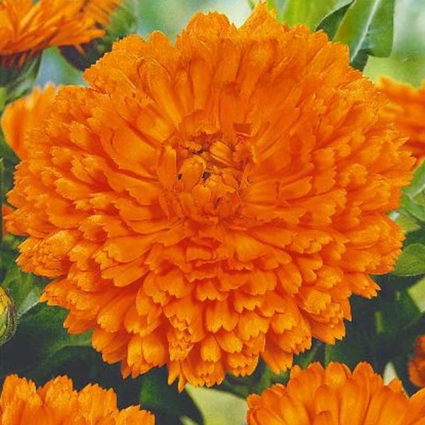 Zoom bilde av Calendula 'Orange gitana'