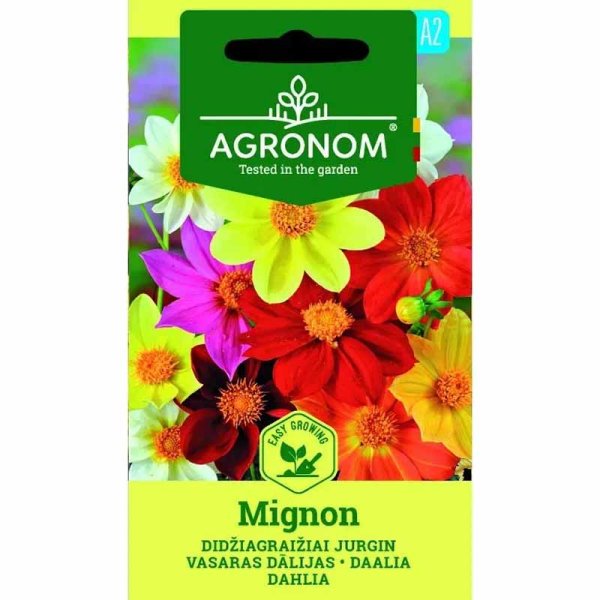 Zoom bilde av Georgine 'Mignon'