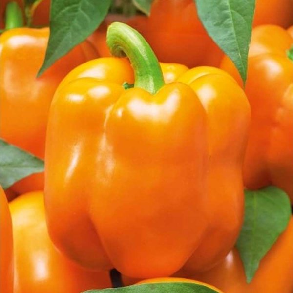 Zoom bild av Paprika 'Clementine' H