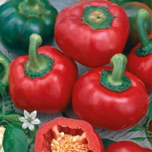 Zoom bild av Paprika 'Dumas'