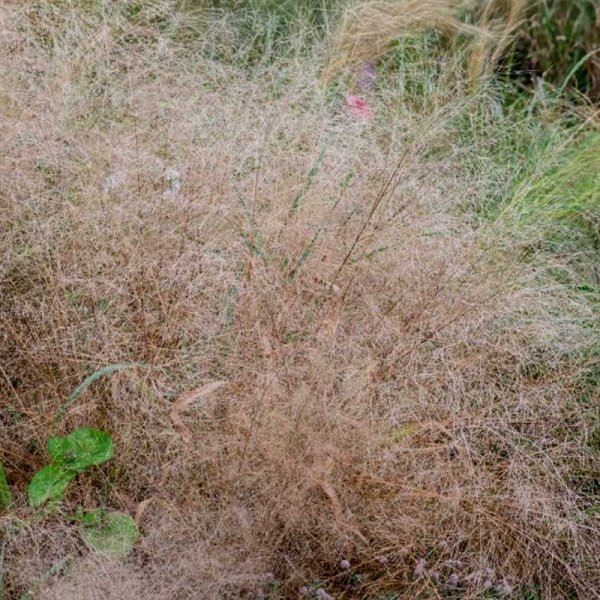 Zoom bild av Elegant kärleksgräs
