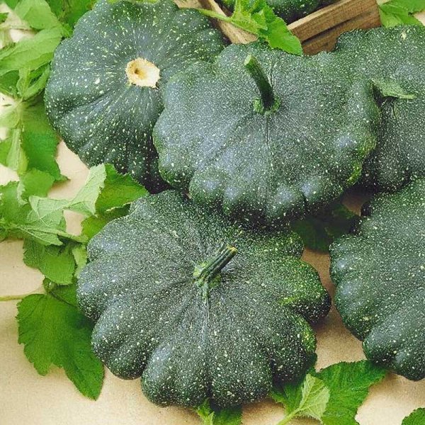 Zoom bild av Tefatssquash 'Greendisc' h
