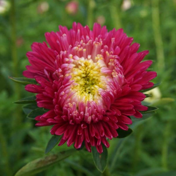 Zoom bilde av Sommerasters 'Princess' Rosa