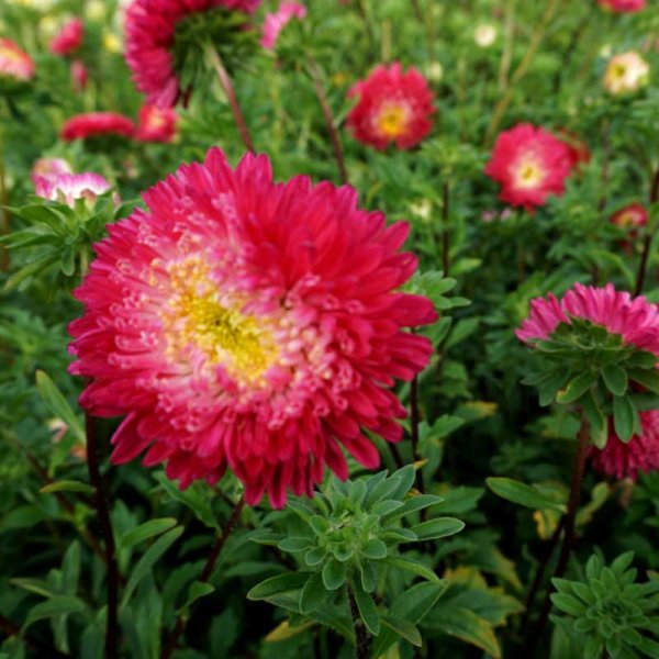Zoom bilde av Sommerasters 'Princess mix'