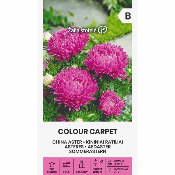 Zoom bilde av Sommerasters 'Colour Carpet' Rosa