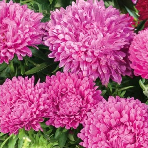 Zoom bilde av Sommerasters 'Colour Carpet' Rosa