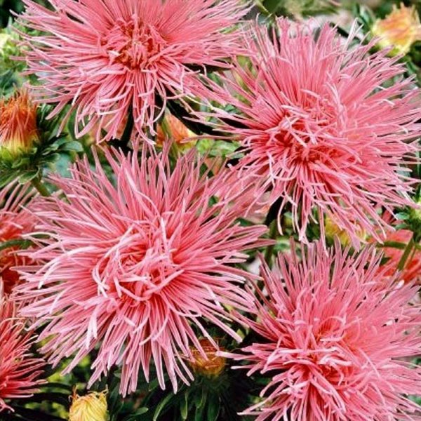Zoom bilde av Sommerasters 'Unicum' Rosa