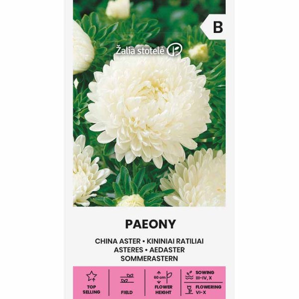 Zoom bild av Sommaraster 'Paeony' vit