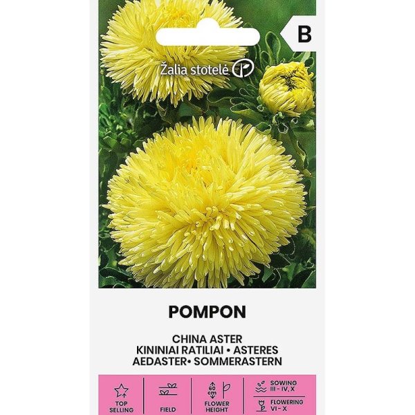 Zoom bilde av Sommerasters 'Pompon'