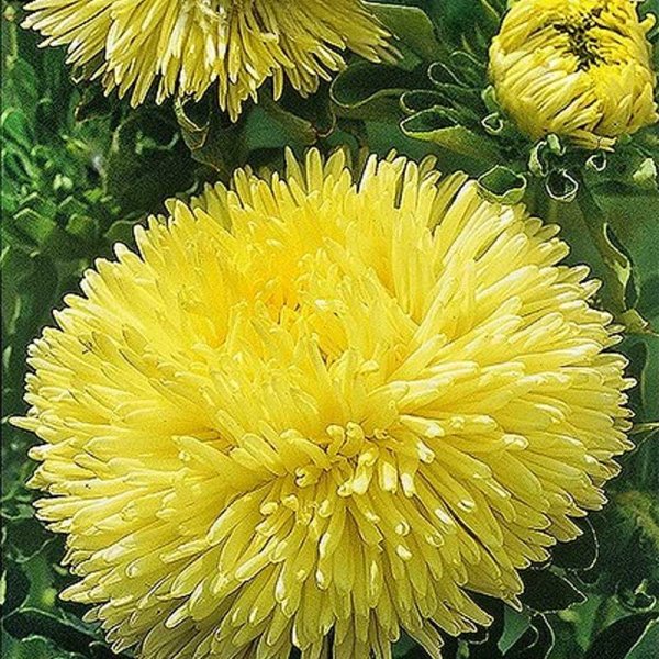 Zoom bilde av Sommerasters 'Pompon'