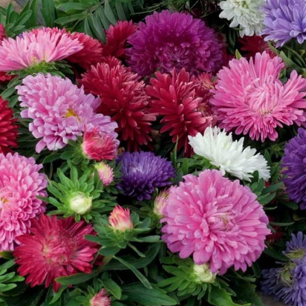 Zoom bilde av Sommeraster 'Colour Carpet Mix'