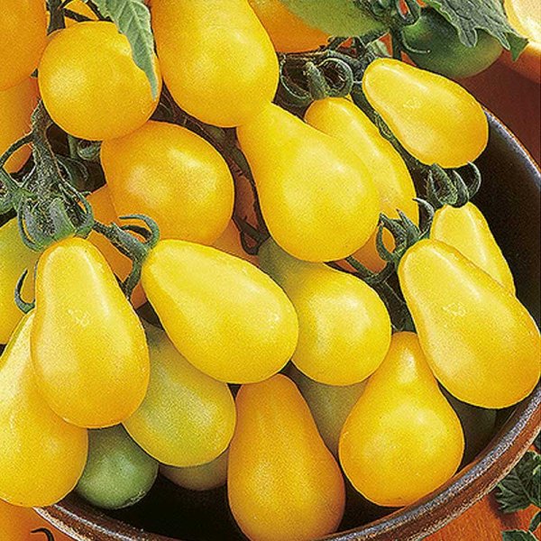 Zoom bild av Pärontomat 'Yellow pearshaped'