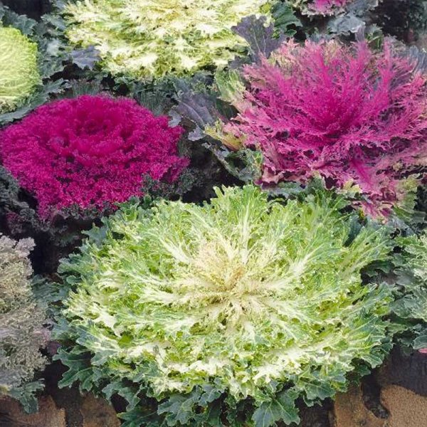 Zoom bild av Prynadskål 'Fringed leaves'