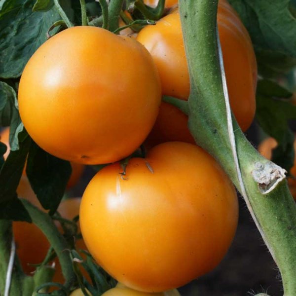 Zoom bild av Tomat 'Jantar'
