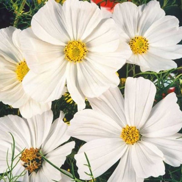 Zoom bild av Rosenskära 'Sensation white'