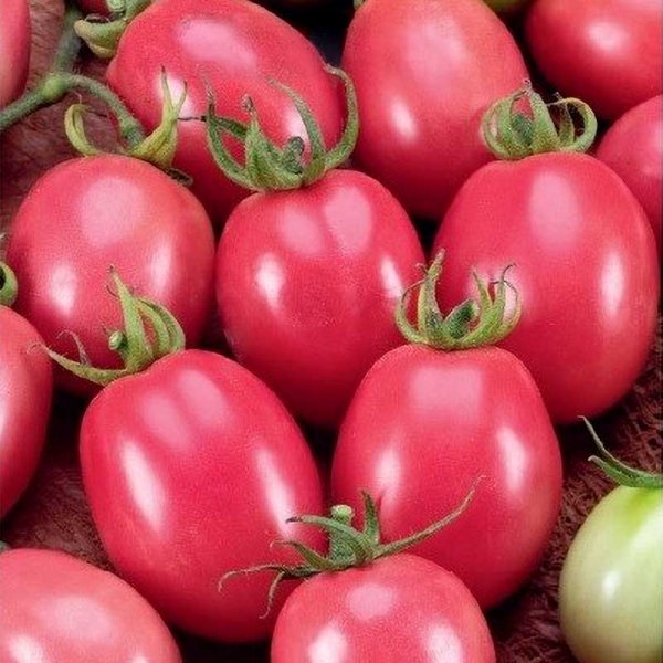 Zoom bild av Tomat 'Pink Thai egg'