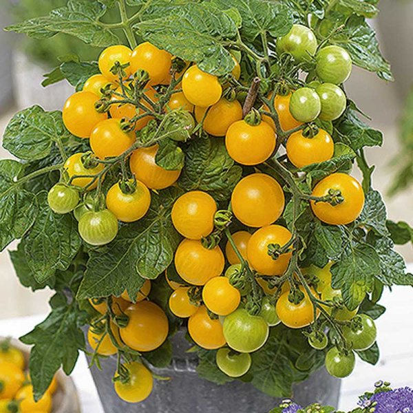 Zoom bild av Tomat 'Balconi yellow' H