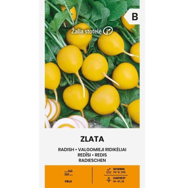 Zoom bild av Rädisa 'Zlata'