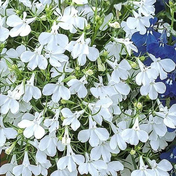 Zoom bilde av Lobelia 'White Cascade'